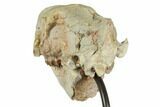 Fossil Oreodont (Merycoidodon) Skull On Metal Stand - Nebraska #192059-6